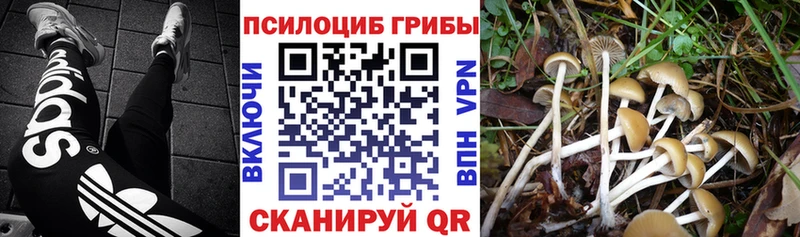 Псилоцибиновые грибы Psilocybe  Александровское 